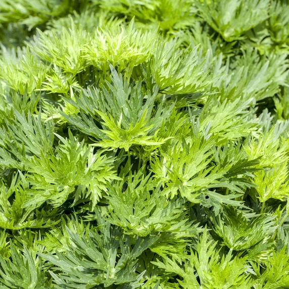 Aconitum napellus - image 2