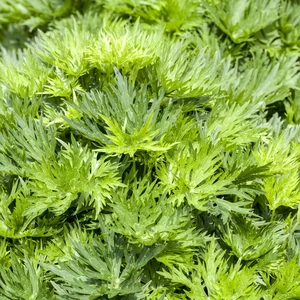 Aconitum napellus - image 2