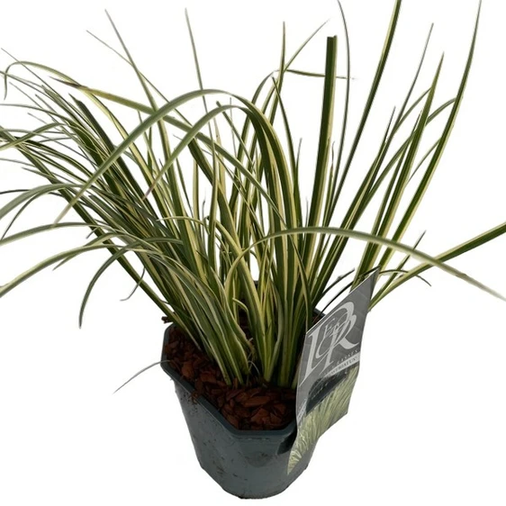 Acorus gramineus 'Argenteostriatus'