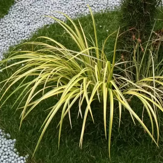 Picture Credit - Kernock Parl Plants