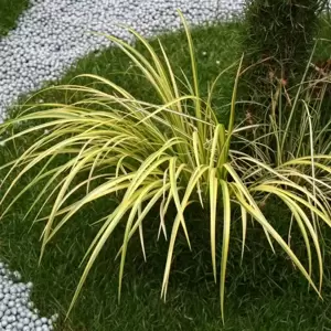 Acorus gramineus 'Ogon' 1L