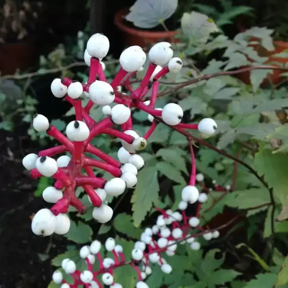 Actaea 'Misty Blue' 2L - image 1