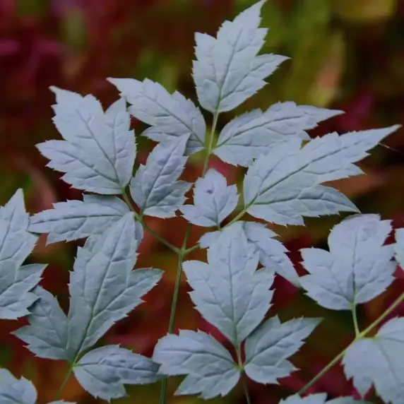 Actaea 'Misty Blue' 2L - image 2