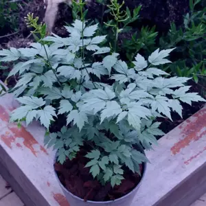 Actaea 'Misty Blue' 2L - image 3