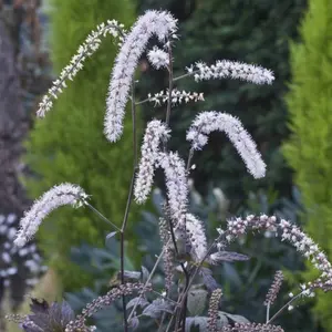 Image Credit: Future Plants