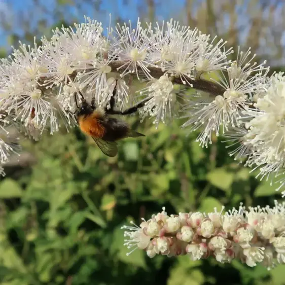 Image Credit: Future Plants