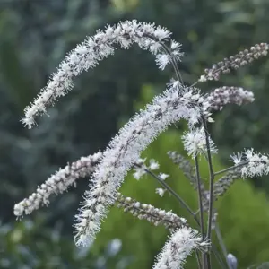 Image Credit: Future Plants