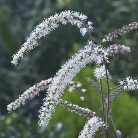 Image Credit: Future Plants