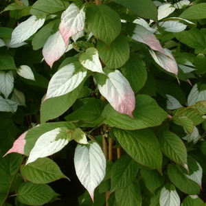 Image Credit: ©2025 John Richards Nurseries Ltd