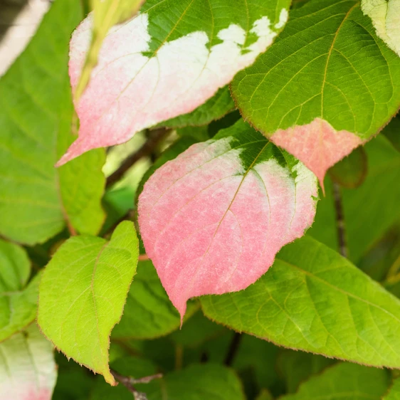 Actinidia kolomikta - image 2