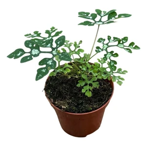 Adenia perrieri