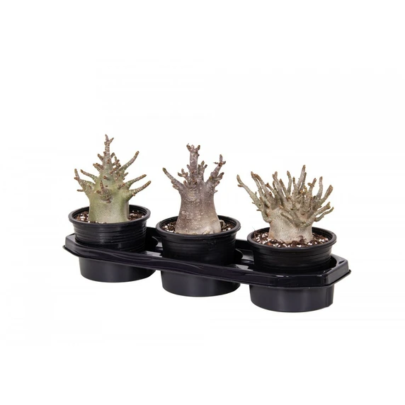 Adenium obesum 'Baobab' 15cm