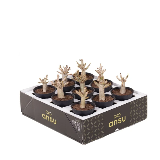 Adenium obesum 'Baobab' 7.5cm - image 2