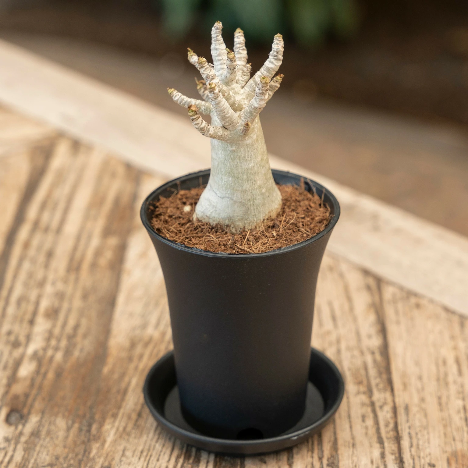 Adenium obesum 'Baobab' 7.5cm - Cowell's Garden Centre | Woolsington