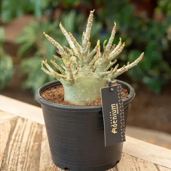 Adenium obesum 'Baobab' 12cm - image 1