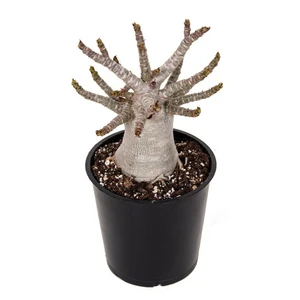 Adenium obesum 'Baobab' 12cm