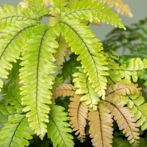 Adiantum hispidulum 'Bronze Venus'