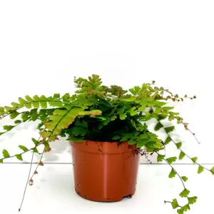 Adiantum caudatum - image 1