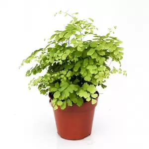 Adiantum raddianum 'Fragrans' 13cm