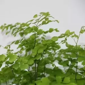 Adiantum raddianum 'Fragrans' 13cm - image 2