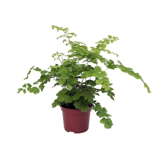 Adiantum raddianum 'Fragrans' 8.5cm - image 3