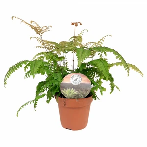 Adiantum 'Scutum Roseum'