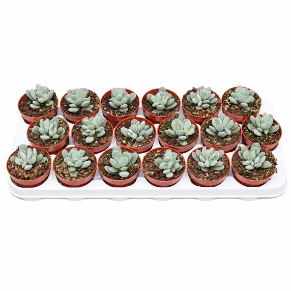 Adromischus alstonii