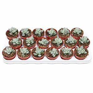 Adromischus alstonii