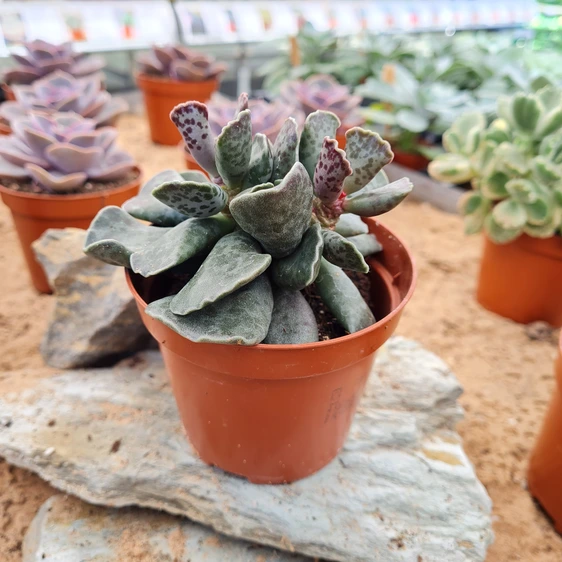 Adromischus cooperii