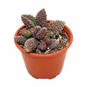 Adromischus marianae f. herrei 'Pink Coral'