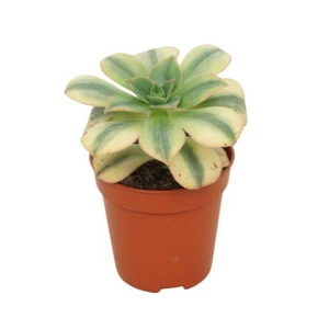 Aeonium 'Kiwi' 5.5cm
