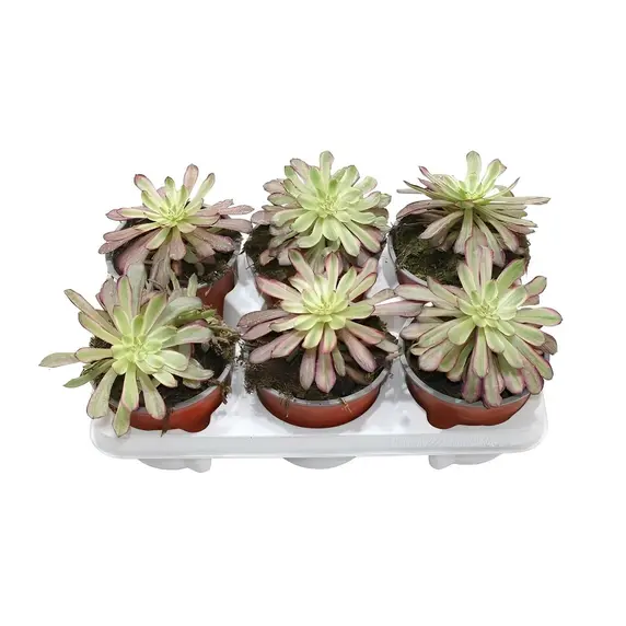 Aeonium 'Mardi Gras' 13cm