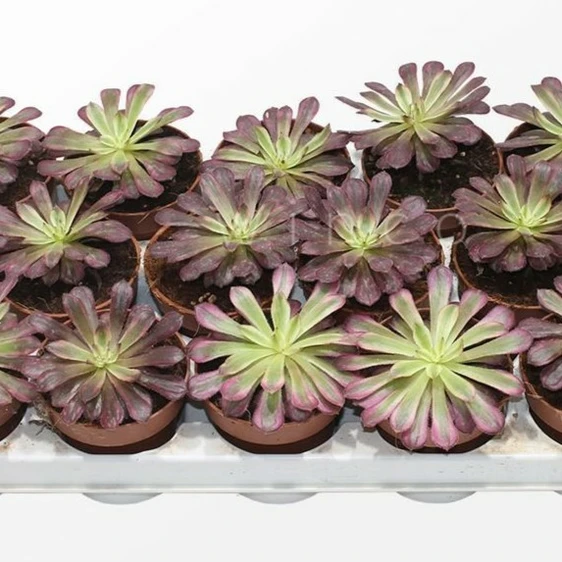 Aeonium 'Mardi Gras'