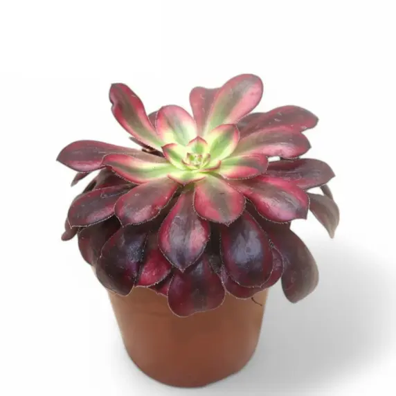 Aeonium 'Medusa' 10.5cm