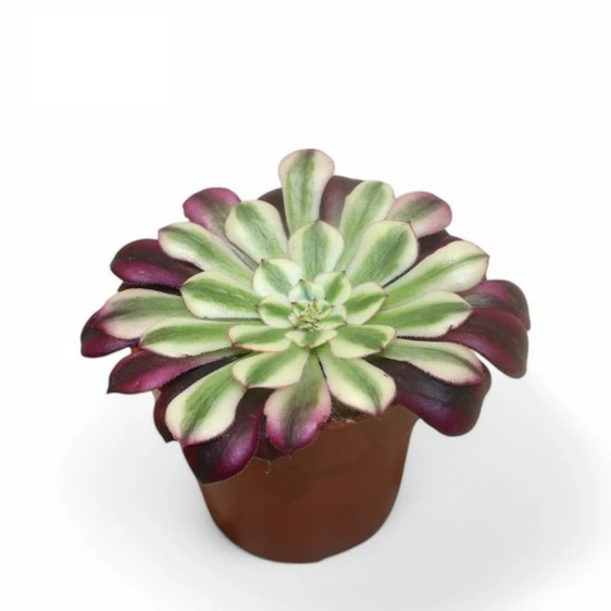 Aeonium 'Red Copper'