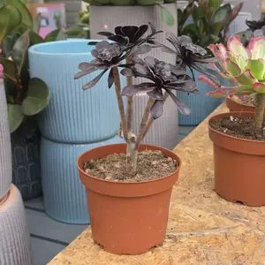 Aeonium 'Schwarzkopf' 12cm - image 1