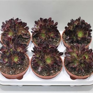 Aeonium 'Schwarzkopf' 13cm - image 2