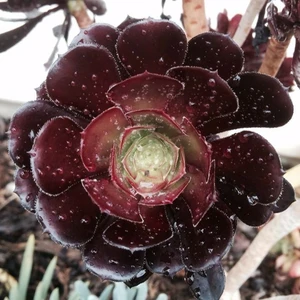 Aeonium 'Schwarzkopf' 5.5cm