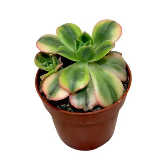 Aeonium 'Starburst' 5.5cm - image 2