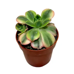 Aeonium 'Starburst' 5.5cm - image 2