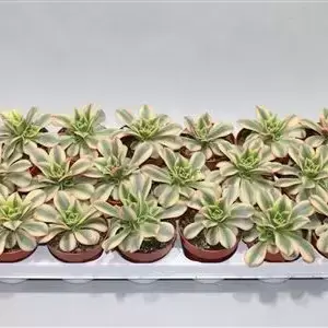 Aeonium 'Starburst' 5.5cm - image 1