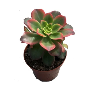 Aeonium 'Tricolor'