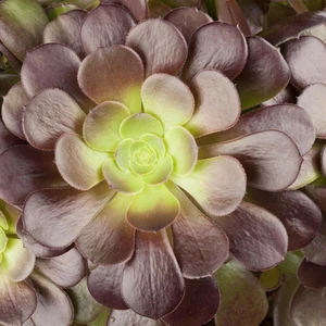 Aeonium arboreum 'Velours' - image 1