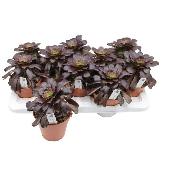 Aeonium arboreum 'Velours' 13cm - image 2