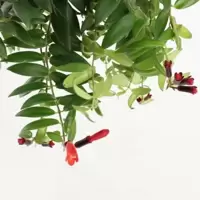 Aeschynanthus