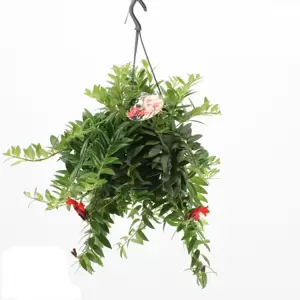Aeschynanthus 'Caroline' - image 2