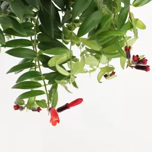 Aeschynanthus 'Caroline' - image 2