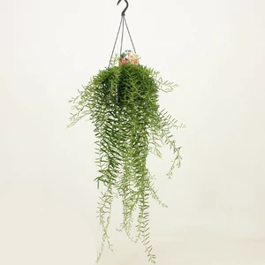 Aeschynanthus 'Green Star' 15cm Hanging Pot - image 2