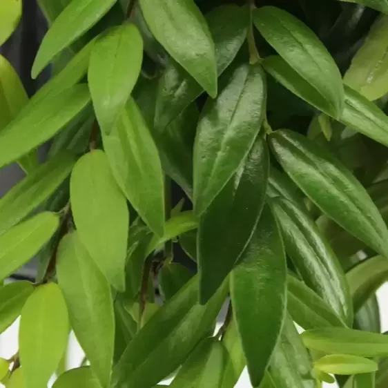 Aeschynanthus 'Japhrolepis' 17cm - image 1