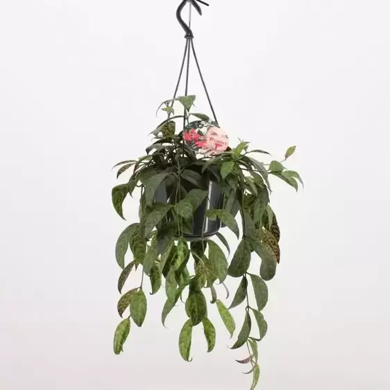 Aeschynanthus marmoratus 15cm - image 4